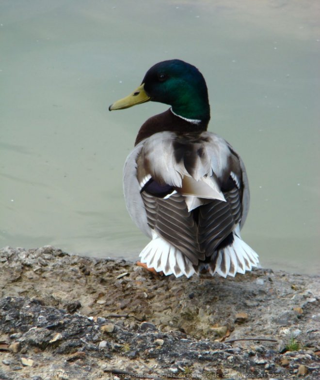 Photo de Canard