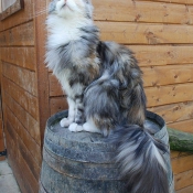 Photo de Maine coon