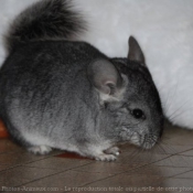 Photo de Chinchilla