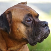 Photo de Boxer