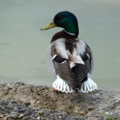 Photo de Canard