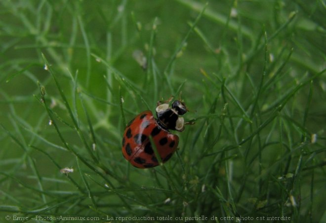 Photo de Coccinelle