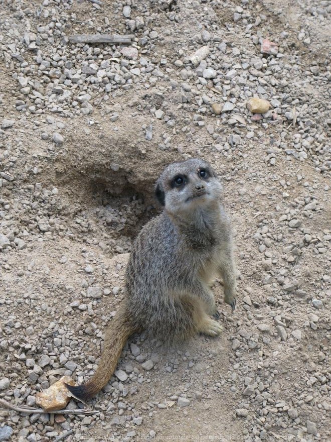 Photo de Suricate