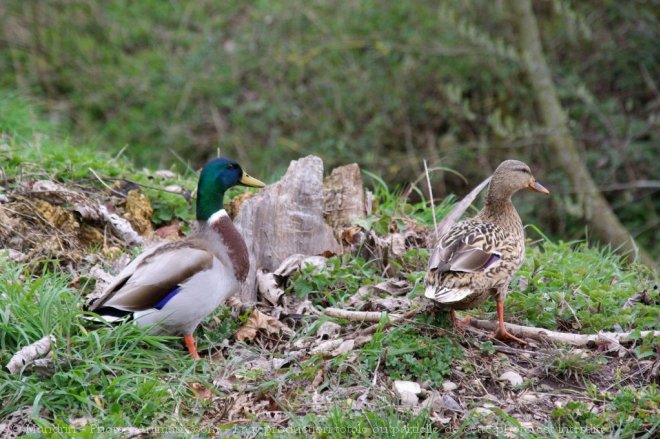 Photo de Canard colvert