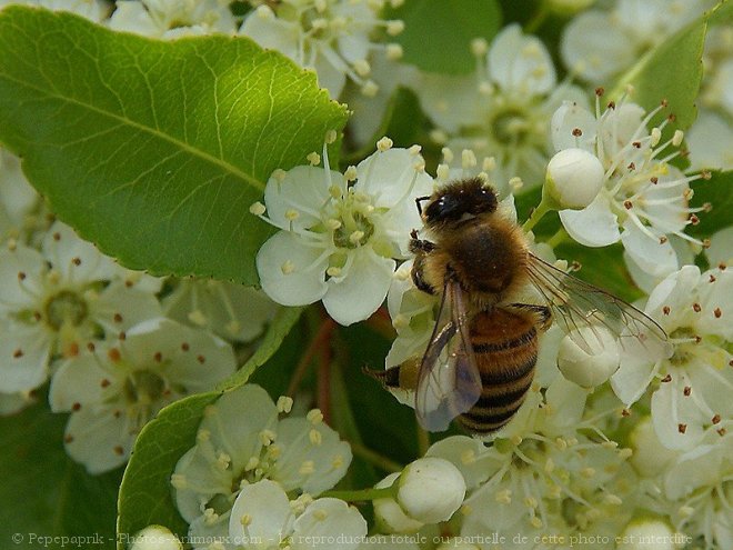 Photo d'Abeille