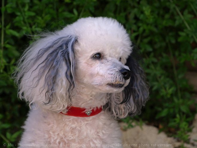 Photo de Caniche moyen