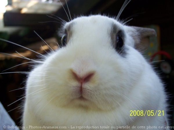 Photo de Lapin