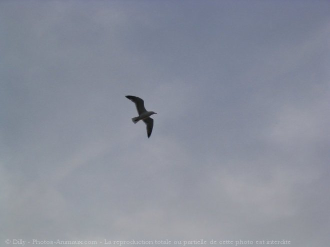 Photo de Mouette