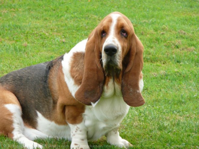 Photo de Basset hound