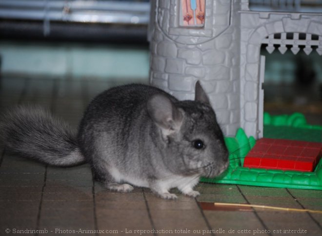 Photo de Chinchilla