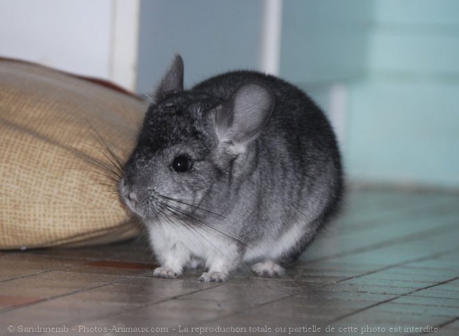 Photo de Chinchilla