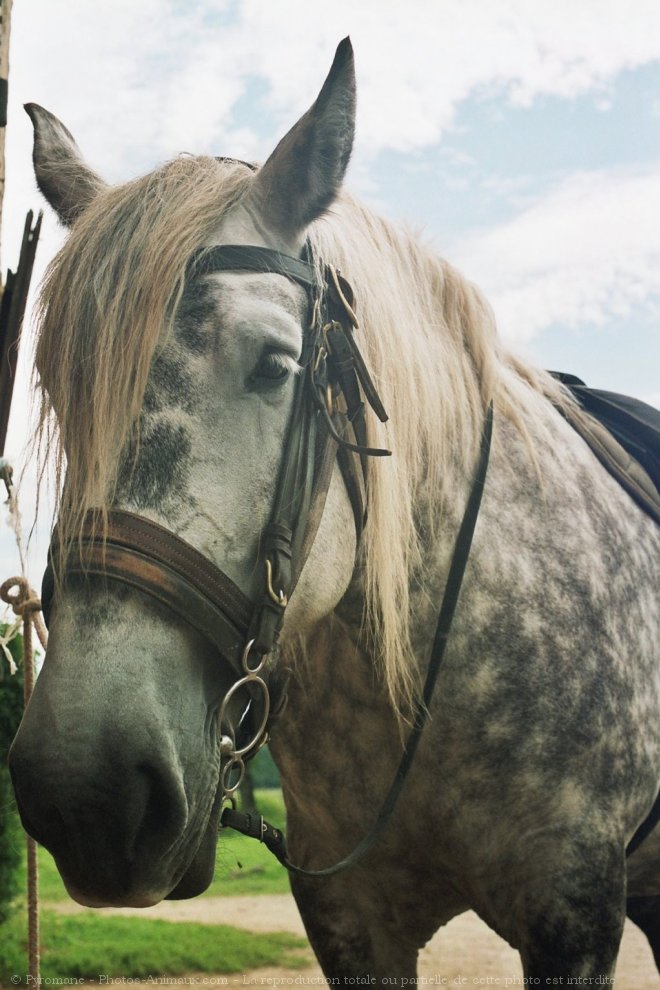 Photo de Percheron