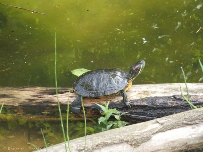 Photo de Tortue