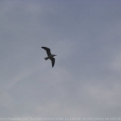 Photo de Mouette