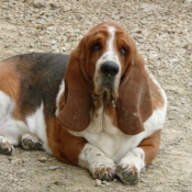 Photo de Basset hound