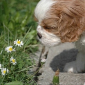 Photo de Cavalier king charles spaniel