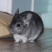 Photo de Chinchilla