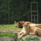 Photo de Lion