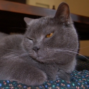 Photo de Chartreux