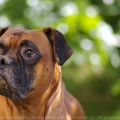 Photo de Boxer