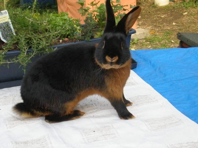 Photo de Lapin