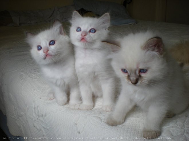 Photo de Ragdoll