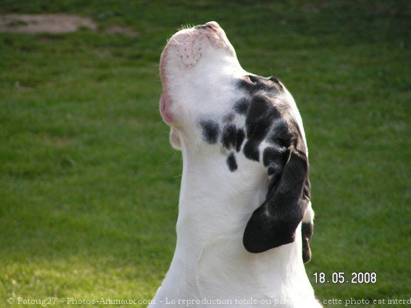 Photo de Dogue allemand