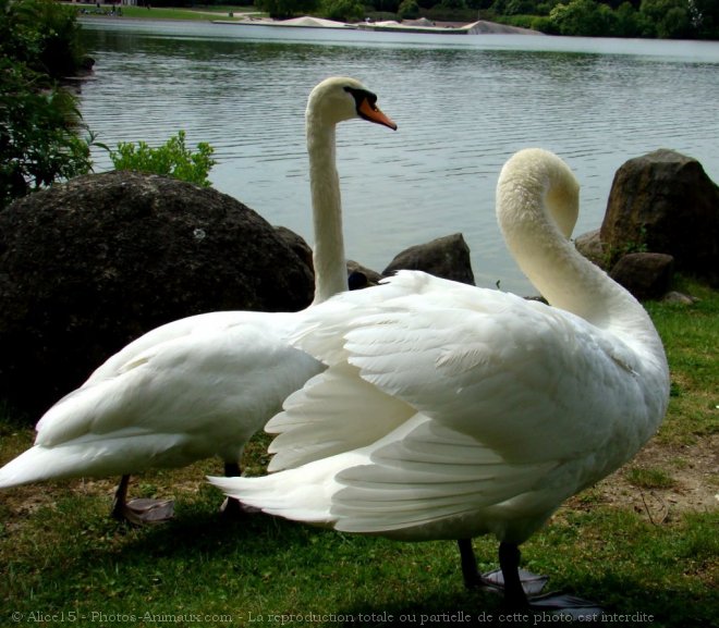 Photo de Cygne