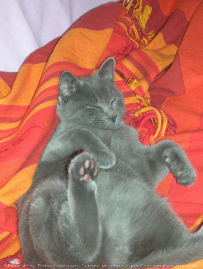 Photo de Chartreux