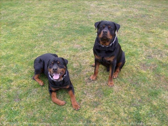 Photo de Rottweiler