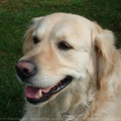 Photo de Golden retriever