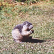 Photo de Marmotte