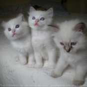 Photo de Ragdoll