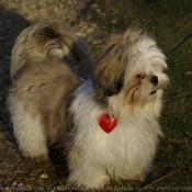 Photo de Shih tzu