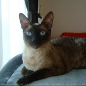 Photo de Cornish rex