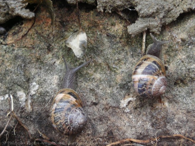 Photo d'Escargot