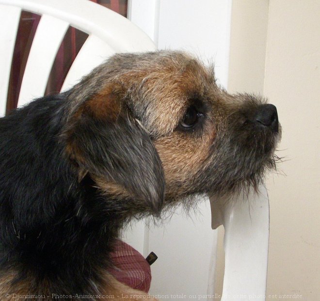 Photo de Border terrier