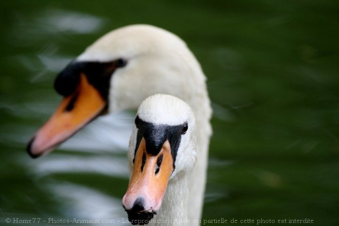 Photo de Cygne