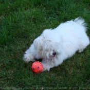 Photo de Coton de tulear