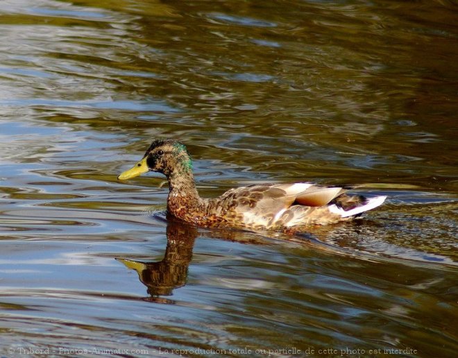 Photo de Canard colvert