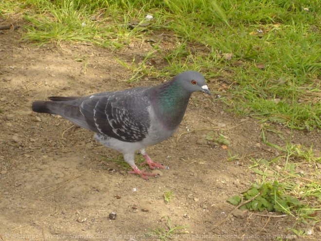 Photo de Pigeon