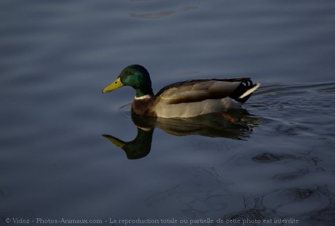 Photo de Canard colvert