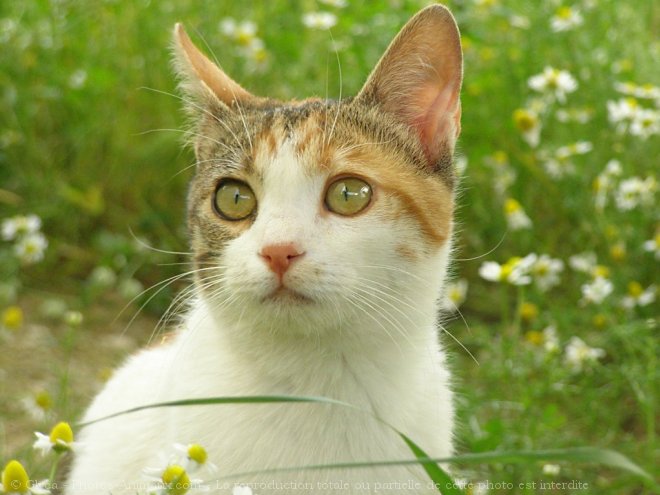 Photo de Chat domestique