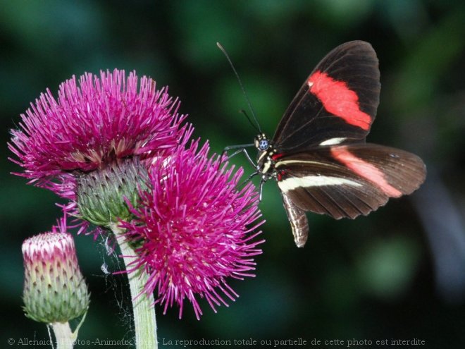 Photo de Papillon