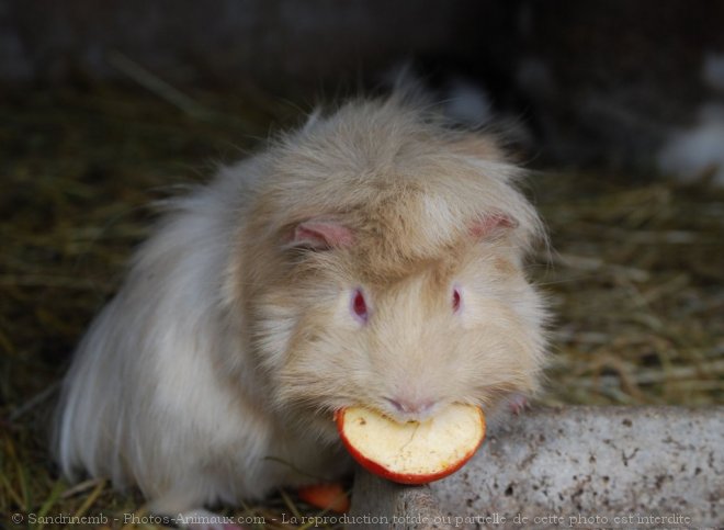 Photo de Cochon d'inde - abyssin / rosette