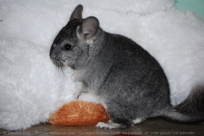 Photo de Chinchilla