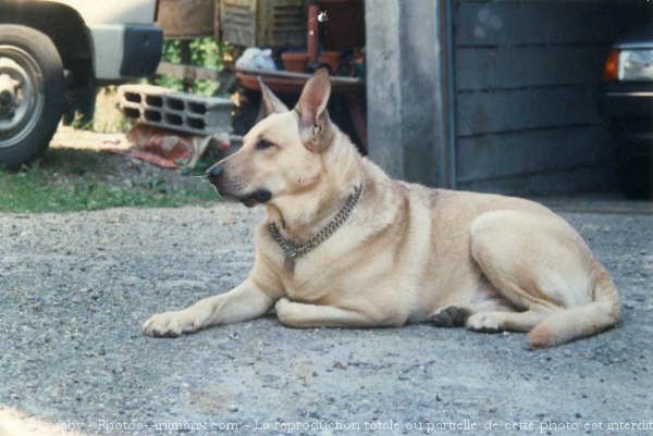 Photo de Berger belge malinois