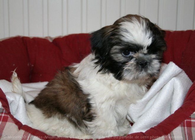 Photo de Shih tzu