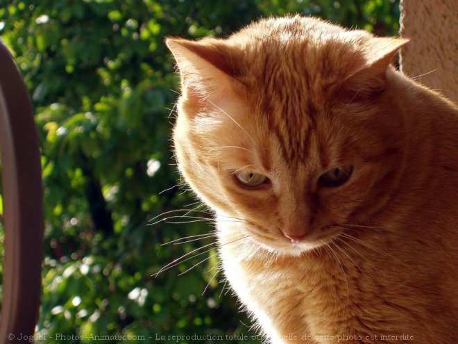 Photo de Chat domestique