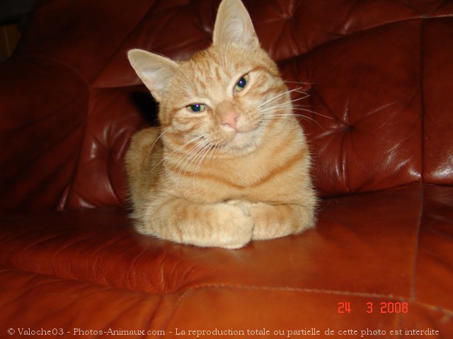 Photo de Chat domestique